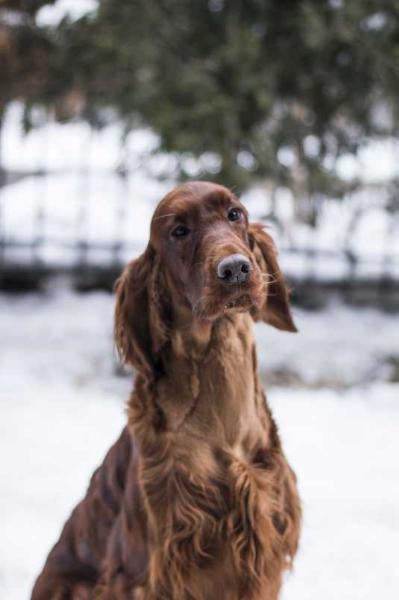 FIRE IN MY EYES Zywiecki Trop | Irish Setter 