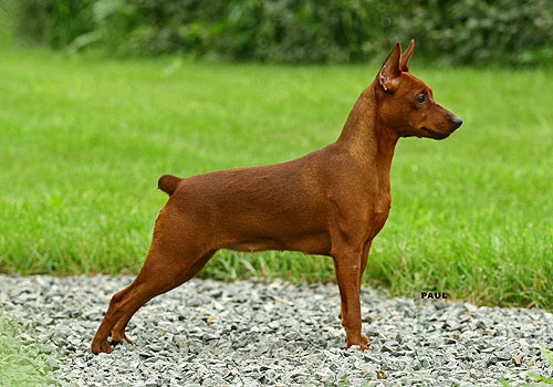 Bohaiskiy Talisman Lordika Red Rif | Miniature Pinscher 