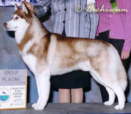 Kristaris Skrimshaw Romeo | Siberian Husky 