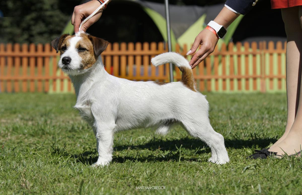 Kobe vom Schwarzwald Poland | Jack Russell Terrier 