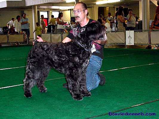 Thura Daphne v.d. Kuststrook | Bouvier des Flandres 