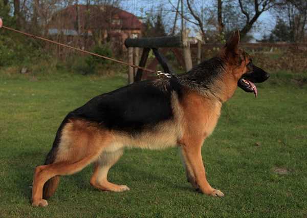 WIGGO Fikusar | German Shepherd Dog 