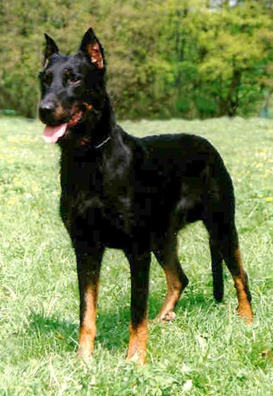 Oras van de Debbershoeve | Beauceron 