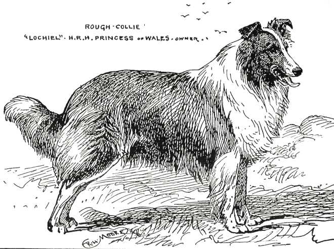 Lochiel [HRH Princess of Whales] | Rough Collie 