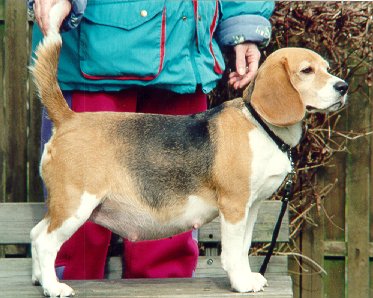 SVANEDAMMENS PRUNELLA | Beagle 