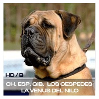 Los Céspedes La Venus del Nilo | Bullmastiff 