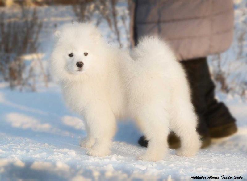 Alkhabor Almira Tender Baby | Samoyed 