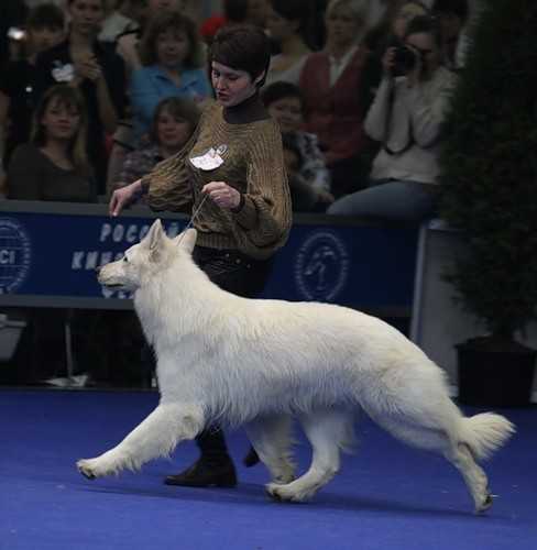 Damiodar White Vein | White Swiss Shepherd Dog 