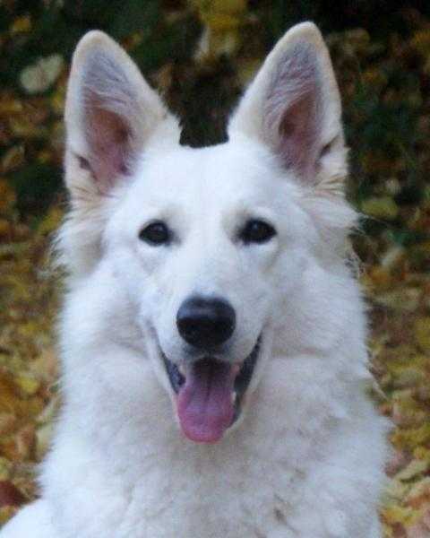 Canta Lupa MOIRA | White Swiss Shepherd Dog 