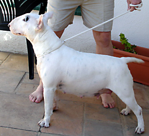 Booksale Mayflower Of Lubjan/ SA BROOD BITCH of 2010 | Bull Terrier 