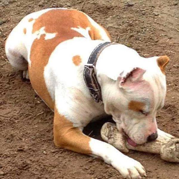 Tyron Strong Fortress Dog's | American Staffordshire Terrier 