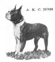 297826 | Boston Terrier 