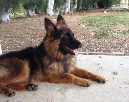 Zosh Von Vierhundert | German Shepherd Dog 