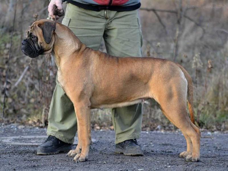 Fullhouse Bull's Halszka | Bullmastiff 