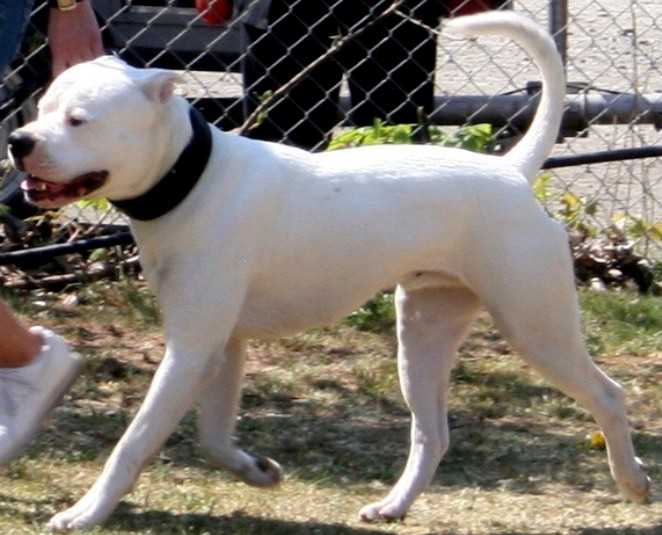 White Clowns Escobar | American Bulldog 