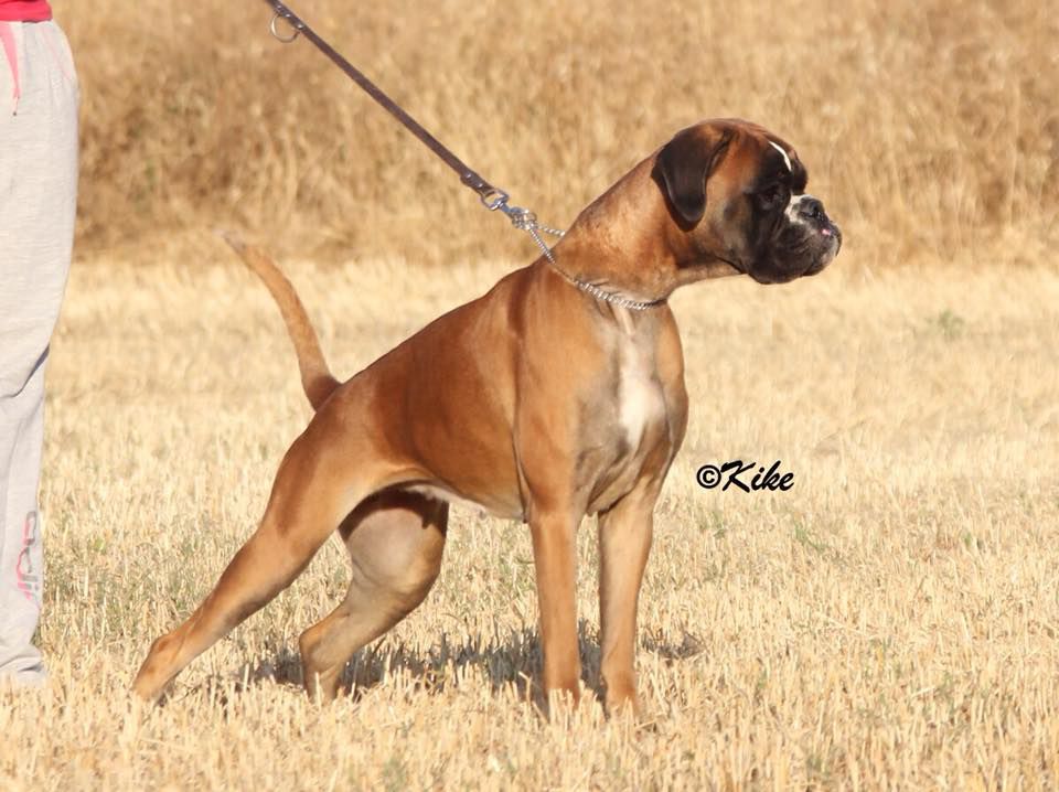 Rita d´Alkorbox | Boxer 