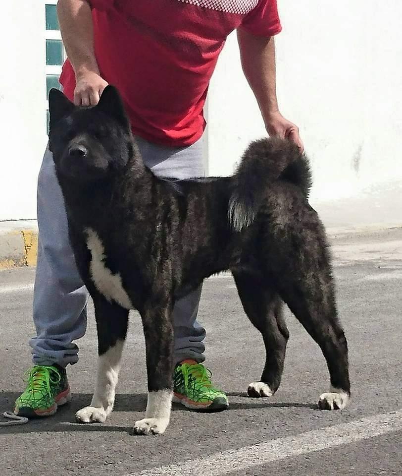 Kobe Ushi (Lopez) | Akita 