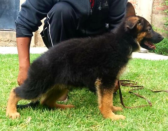 ARGON VOM STAMMSTISCH | German Shepherd Dog 