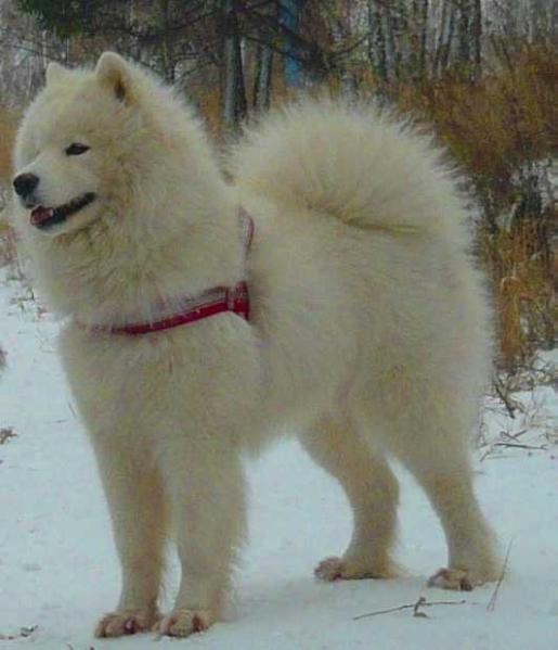 Pervaya Ledi iz Moskovskoy Meteli | Samoyed 