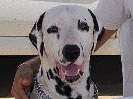 King Of Avalon Land | Dalmatian 