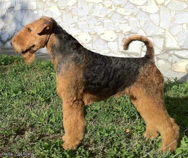 Joval'S Flight of The Angel | Airedale Terrier 