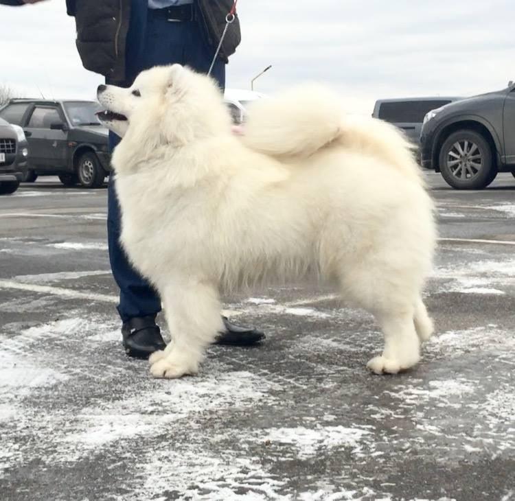 CARINA WHITE BLIZZARD OF NIGHT | Samoyed 