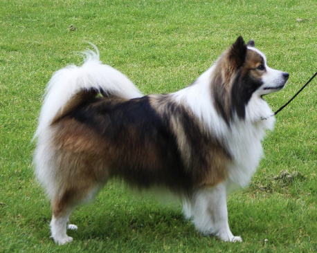 Runamuck Himna Arkturus | Icelandic Sheepdog 