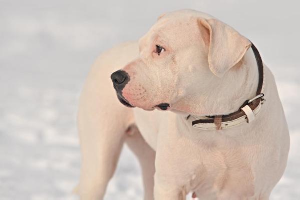 Beauty of White Furia infernalis | Argentine Dogo 