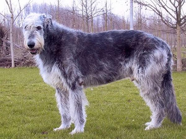 Pitlochry's Bold Eagle | Irish Wolfhound 