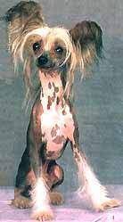 Wenlo's Top Hat 'N' Tails | Chinese Crested 