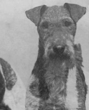 Petwick Cointreau | Wire Fox Terrier 