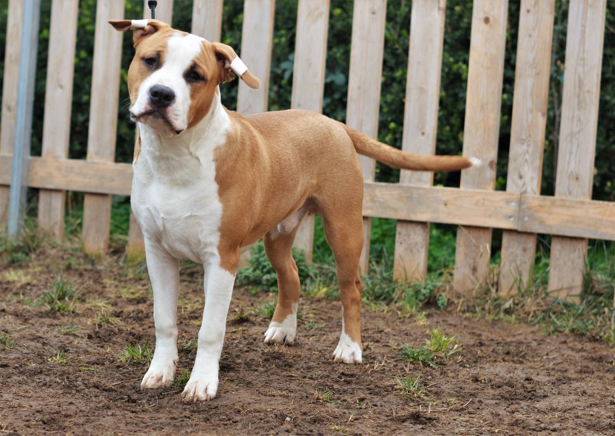 Proud to be Greek Freaking Awesome | American Staffordshire Terrier 