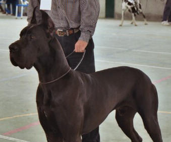 Nilo de Garaba | Great Dane 