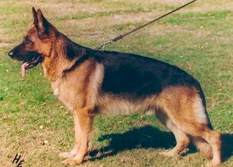 Zamb von der Wienerau | German Shepherd Dog 