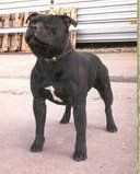 Nozac Awesome Venture | Staffordshire Bull Terrier 