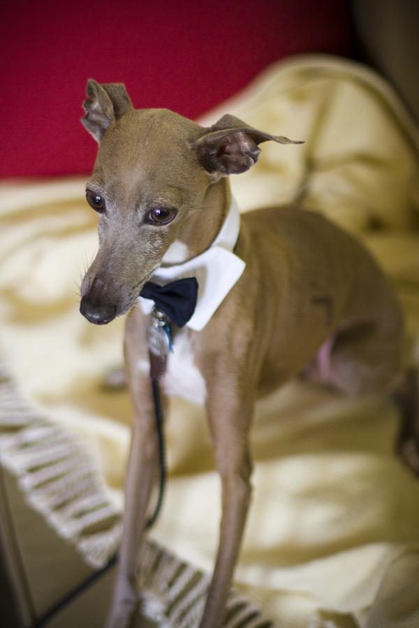 Magnum's Platinum Run | Italian Greyhound 