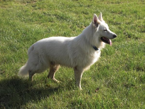 Bidú du Manoir de la Roche Blanche | White Swiss Shepherd Dog 