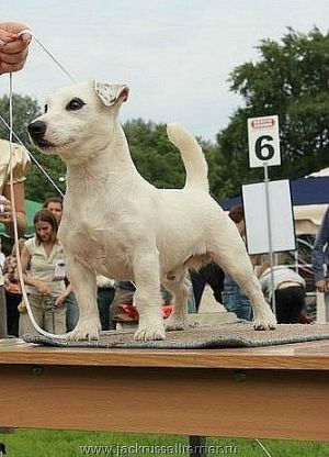 Rikoran Magic | Jack Russell Terrier 