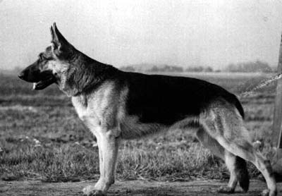 Hein vom Richterbach | German Shepherd Dog 