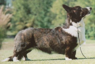 Yardican Kevyt Keiju | Cardigan Welsh Corgi 