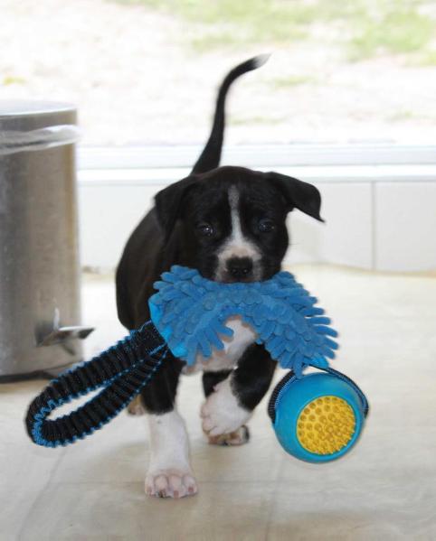 Get Lucky of Overdose | American Staffordshire Terrier 