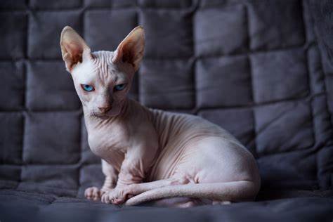 Bambino Cat