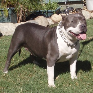 IRONMANS PANTERA | American Pit Bull Terrier 