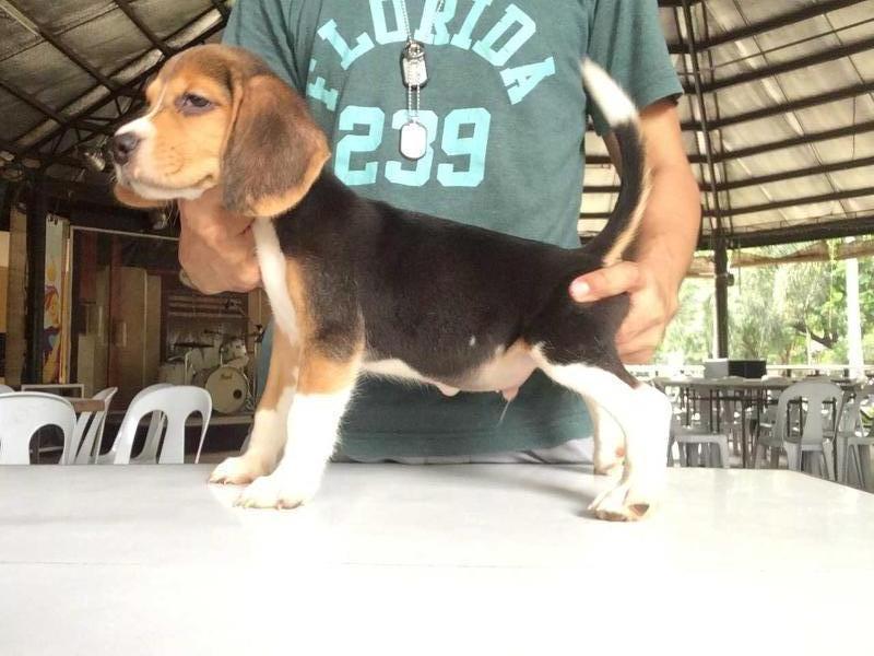 Eon Di Casa Benedetto | Beagle 