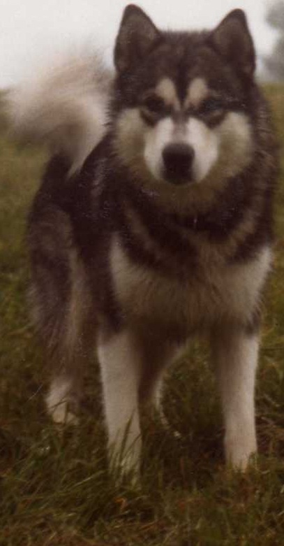 Najanin's Fox | Alaskan Malamute 