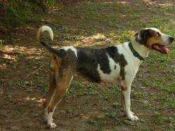 Abney's Creole Gypsy | Catahoula Leopard Dog 