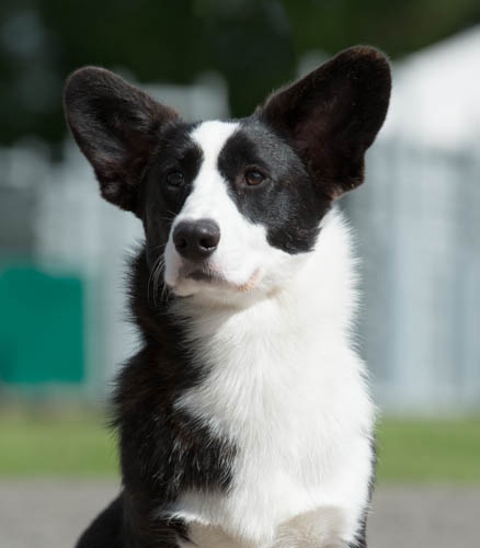 Twinan sinn with a grin | Cardigan Welsh Corgi 