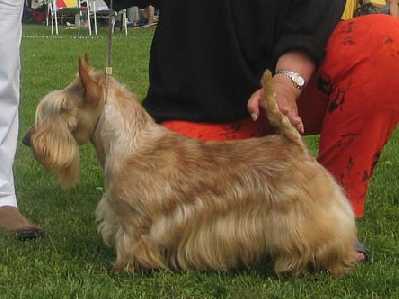 De Magic Illusion Spanish Lover | Scottish Terrier 