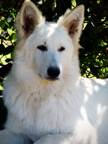 Fandora de la Divine Blanche | White Swiss Shepherd Dog 