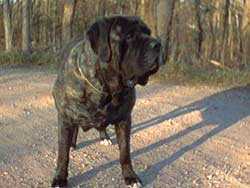 ST PATRICKS PLENTY OF PIZAZZ | Mastiff 